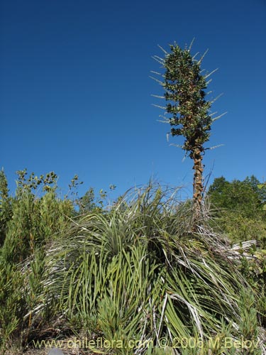 Image of Puya berteroniana (Puya / Chagual / Cardon / Magüey). Click to enlarge parts of image.