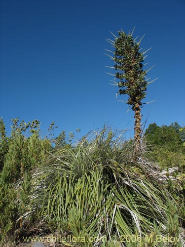 Фотография Puya berteroniana (Puya / Chagual / Cardon / Magüey). Щелкните, чтобы увеличить вырез.