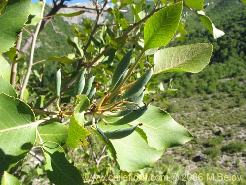 Bild von Lomatia hirsuta (Radal / Raral / Nogal silvestre). Klicken Sie, um den Ausschnitt zu vergrössern.