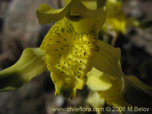 Imágen de Chloraea cristata (orquidea amarilla). Haga un clic para aumentar parte de imágen.