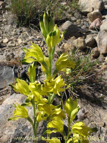 Imágen de Chloraea cristata (orquidea amarilla). Haga un clic para aumentar parte de imágen.