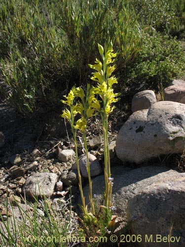 Bild von Chloraea cristata (orquidea amarilla). Klicken Sie, um den Ausschnitt zu vergrössern.