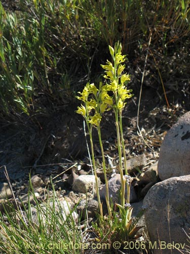 Imágen de Chloraea cristata (orquidea amarilla). Haga un clic para aumentar parte de imágen.