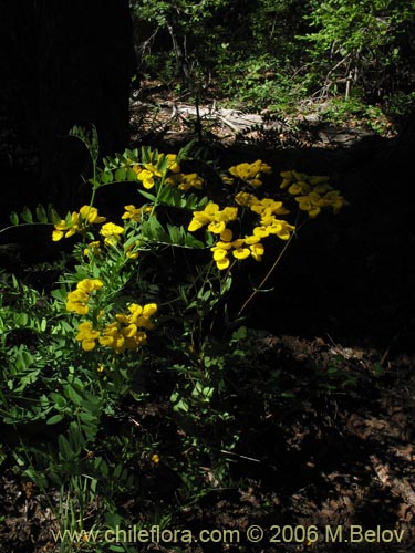 Calceolaria undulata的照片