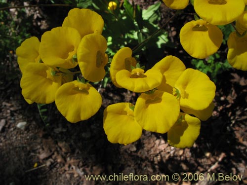 Фотография Calceolaria undulata (Capachito). Щелкните, чтобы увеличить вырез.