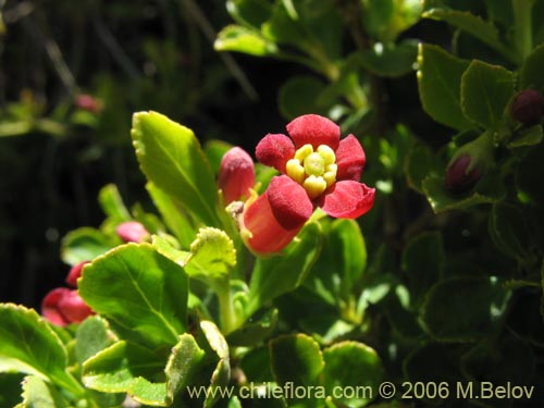 Bild von Escallonia rubra (Siete camisas colorado / Ñipa / Yang- yang). Klicken Sie, um den Ausschnitt zu vergrössern.