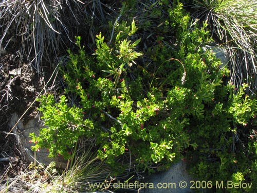 Bild von Escallonia rubra (Siete camisas colorado / Ñipa / Yang- yang). Klicken Sie, um den Ausschnitt zu vergrössern.