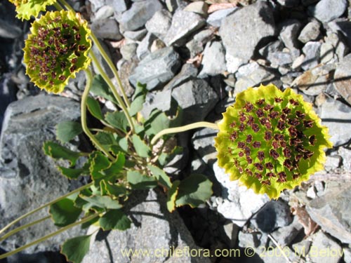 Imágen de Pozoa coriacea (Anislao). Haga un clic para aumentar parte de imágen.