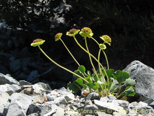 Pozoa coriacea의 사진