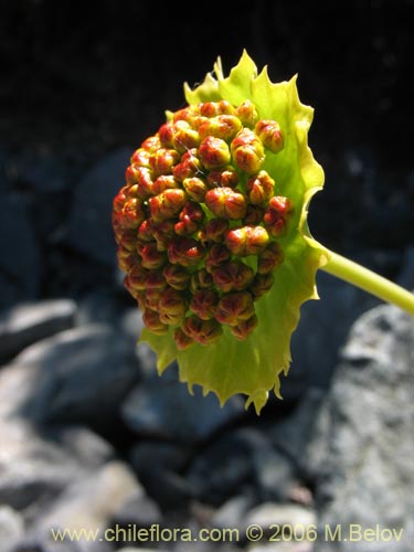 Imágen de Pozoa coriacea (Anislao). Haga un clic para aumentar parte de imágen.