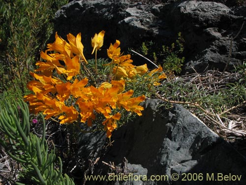 Image of Tropaeolum leptophyllum (Soldadito). Click to enlarge parts of image.