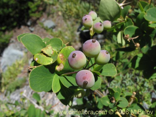 Bild von Berberis rotundifolia (Michay / Calafate). Klicken Sie, um den Ausschnitt zu vergrössern.