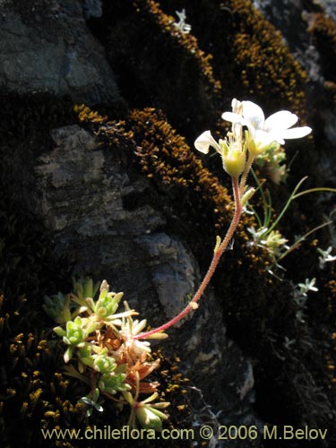 未確認の植物種 sp. #1730の写真