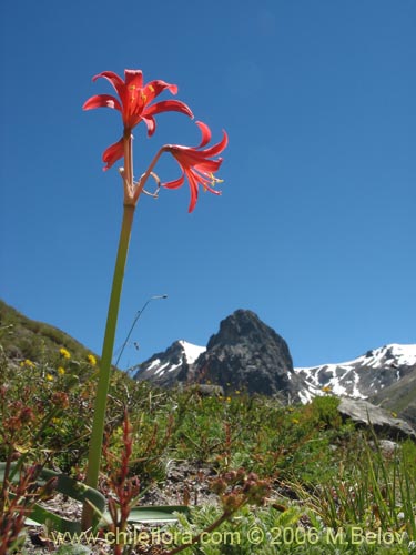 Rhodophiala splendens의 사진