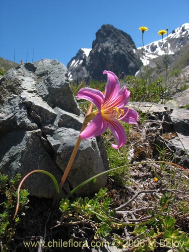 Image of Rhodophiala rhodolirion (Añañuca de cordillera). Click to enlarge parts of image.