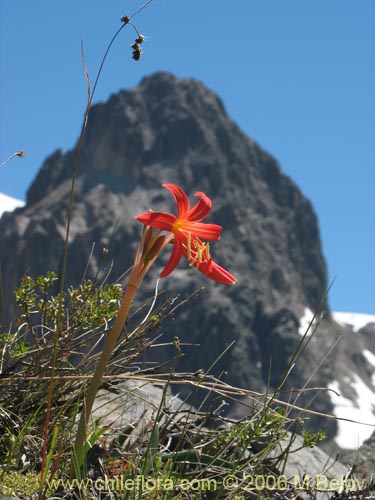 Imágen de Rhodophiala splendens (Añañuca esplendorosa). Haga un clic para aumentar parte de imágen.