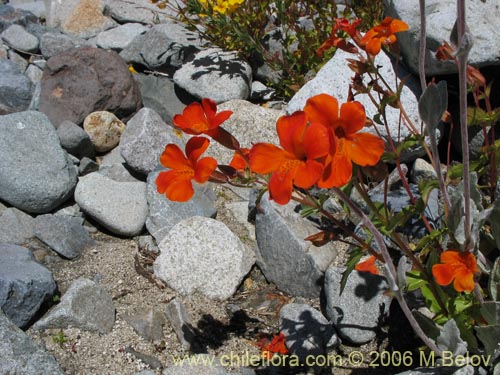 Bild von Mimulus cupreus (Berro rojo / Flor de cobre). Klicken Sie, um den Ausschnitt zu vergrössern.