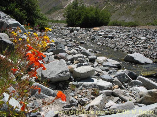 Imágen de Mimulus cupreus (Berro rojo / Flor de cobre). Haga un clic para aumentar parte de imágen.