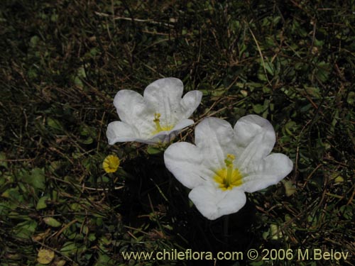 Image of Nierembergia repens (Estrellita de las vegas). Click to enlarge parts of image.