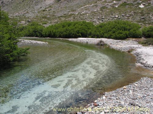 A view of a calm flowing river with clean water, Radal Siete Tasas National Park.