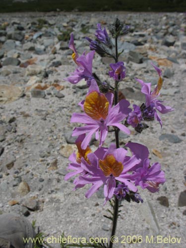 Bild von Schizanthus hookerii (Mariposita). Klicken Sie, um den Ausschnitt zu vergrössern.