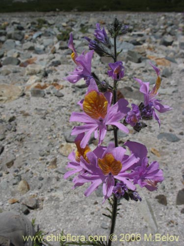 Image of Schizanthus hookerii (Mariposita). Click to enlarge parts of image.