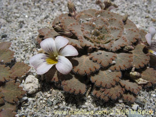 Image of Viola congesta (Violeta de los volcanes). Click to enlarge parts of image.