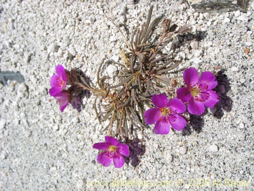 Imágen de Montiopsis sp.   #0042 (Quiaca rosada). Haga un clic para aumentar parte de imágen.