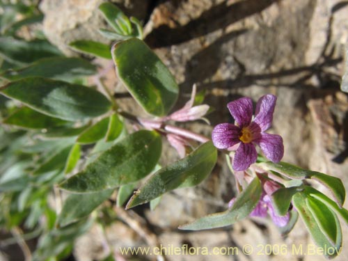 Imágen de Melosperma andicola (). Haga un clic para aumentar parte de imágen.