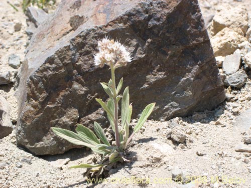 Image of Phacelia secunda (Flor de la cuncuna). Click to enlarge parts of image.