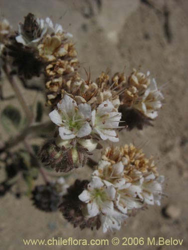 Bild von Phacelia secunda (Flor de la cuncuna). Klicken Sie, um den Ausschnitt zu vergrössern.