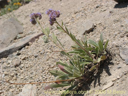 Image of Phacelia secunda (Flor de la cuncuna). Click to enlarge parts of image.