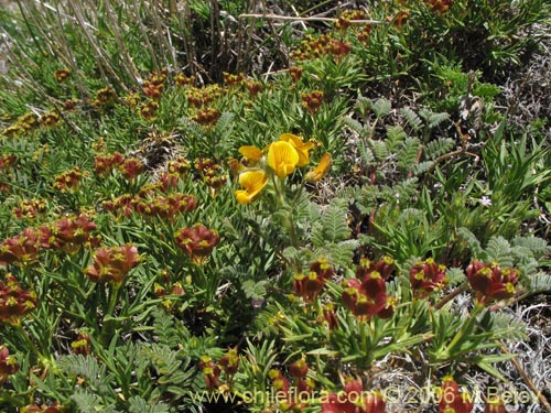 Bild von Mulinum spinosum (Hierba negra / Palo negro / Hierba de la culebra). Klicken Sie, um den Ausschnitt zu vergrössern.