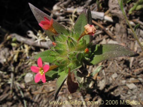 Фотография Collomia biflora (Colomia roja / Coxínea). Щелкните, чтобы увеличить вырез.