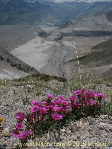 Image of Oxalis squamata (Ojos de agua). Click to enlarge parts of image.