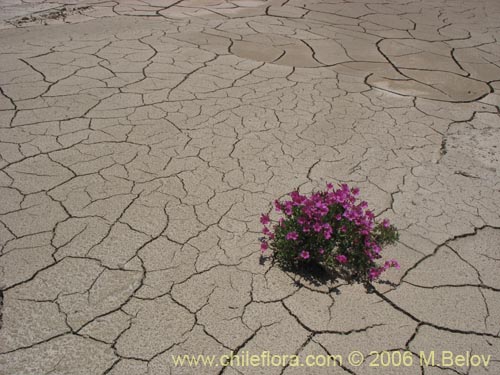 Image of Oxalis squamata (Ojos de agua). Click to enlarge parts of image.