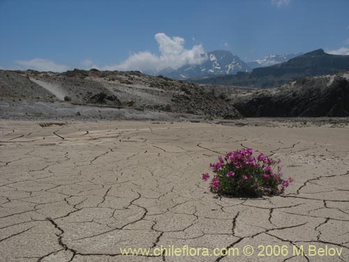 Imágen de Oxalis squamata (Ojos de agua). Haga un clic para aumentar parte de imágen.