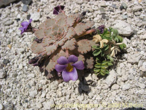 Image of Viola congesta (Violeta de los volcanes). Click to enlarge parts of image.