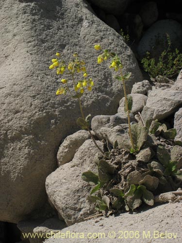 Фотография Calceolaria paralia (Capachito de las vegas / topa-topa). Щелкните, чтобы увеличить вырез.