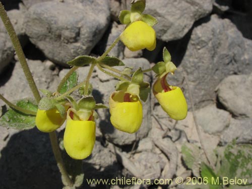 Image of Calceolaria paralia (Capachito de las vegas / topa-topa). Click to enlarge parts of image.