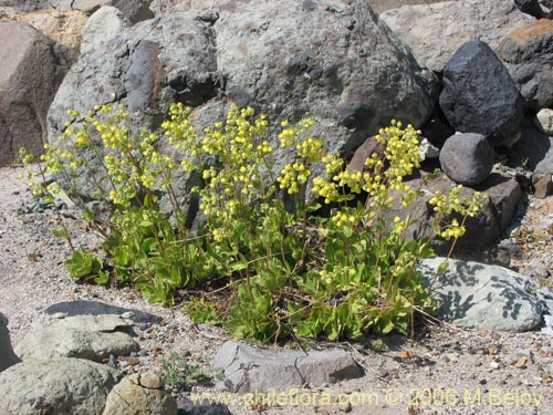 Imágen de Calceolaria paralia (Capachito de las vegas / topa-topa). Haga un clic para aumentar parte de imágen.