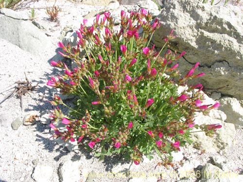 Imágen de Oxalis squamata (Ojos de agua). Haga un clic para aumentar parte de imágen.