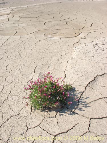 Image of Oxalis squamata (Ojos de agua). Click to enlarge parts of image.