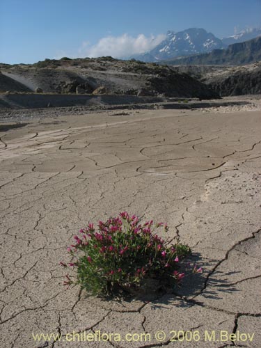 Image of Oxalis squamata (Ojos de agua). Click to enlarge parts of image.