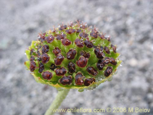 Imágen de Pozoa coriacea (Anislao). Haga un clic para aumentar parte de imágen.