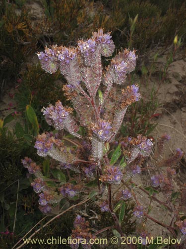 Image of Phacelia secunda (Flor de la cuncuna). Click to enlarge parts of image.