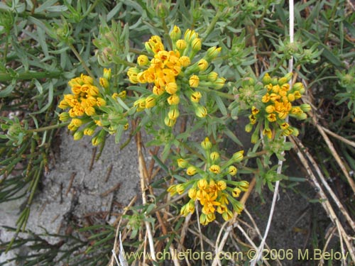 Imágen de Quinchamalium chilense (Quinchamali). Haga un clic para aumentar parte de imágen.