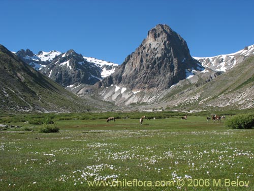 A view of a green field and steep mountain, Radal Siete Tasas National Park.