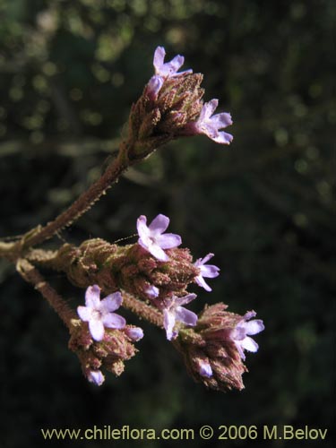 Фотография Verbena litoralis (Verbena). Щелкните, чтобы увеличить вырез.