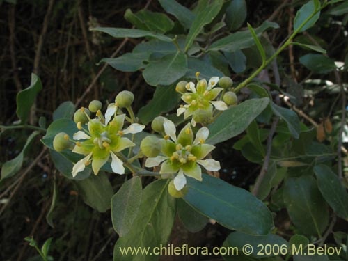 Imágen de Quillaja saponaria (Quillay). Haga un clic para aumentar parte de imágen.